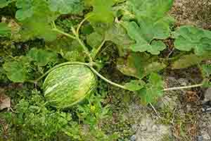 Melon, Long Valley, 11 February 2018