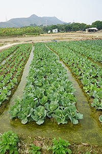 Cabbages growing, Long Valley, 11 February 2018