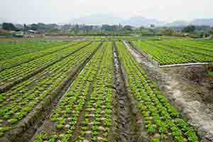 Agriculture in Long Valley, 11 February 2018