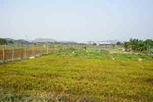 Agriculture in Long Valley, 11 February 2018
