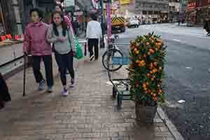 Kumquat bush on the street, Des Voeux Road West, Sheung Wan, 13 February 2018