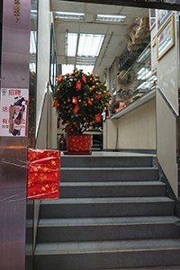 Kumquat bush and temporary mail box, Sheung Wan, 13 February 2018