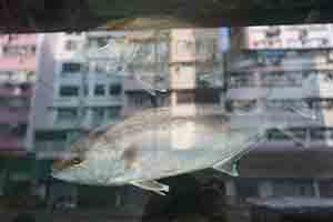 Reflection of buildings in a fishtank, Kowloon, 16 February 2018