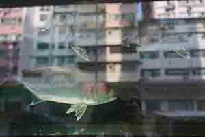Reflections of buildings in a fish tank, Kowloon, 16 February 2018
