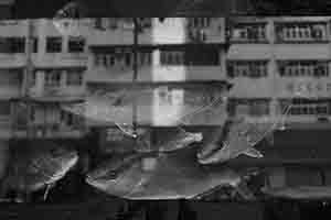 Reflections of buildings in a fish tank, Kowloon, 16 February 2018