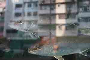 Reflection of buildings in a fish tank, Kowloon, 16 February 2018