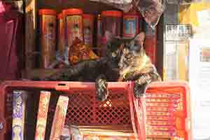 Cat and incense in a shop, Sham Shui Po, 16 February 2018