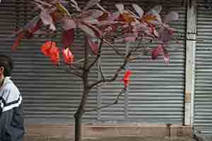 Tree, Ki Lung Street, Sham Shui Po, 16 February 2018