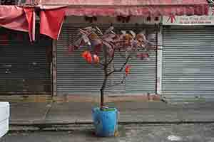 Tree, Ki Lung Street, Sham Shui Po, 16 February 2018