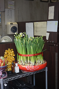 Flowers for Chinese New Year, Kowloon, 16 February 2018