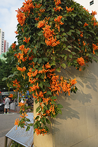 Firecracker Vine in Victoria Park, 19 February 2018