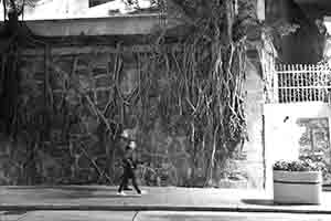Tree roots on a wall, Hollywood Road, Central, 1 February 2018