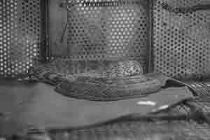 Snake in a cage in a specialist snake restaurant, Sheung Wan, Hong Kong Island, 25 February 2018