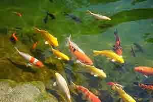 Fish pond, Hong Kong Park, Central, 27 February 2018