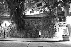 Tree roots on a wall, Hollywood Road, Central, 1 February 2018