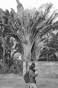 Palm trees, Sun Yet Sen Memorial Park, Sai Ying Pun, 10 February 2018