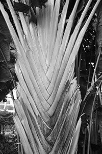 Palm tree, Sun Yet Sen Memorial Park, Sai Ying Pun, 10 February 2018