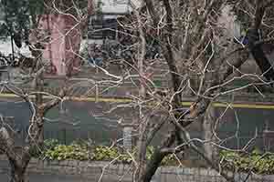 Birds in a tree, Sheung Shui, 11 February 2018