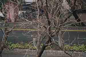 Tree branches, Sheung Shui, 11 February 2018