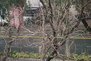 Birds in a tree, Sheung Shui, 11 February 2018