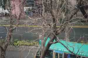 Bird in a tree, Sheung Shui, 11 February 2018