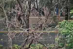 Bird in a tree, Sheung Shui, 11 February 2018