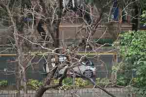 Bird in a tree, Sheung Shui, 11 February 2018