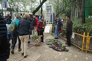 Selling vegetables, Sheung Shui,  11 February 2018