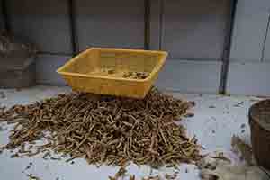 In a ginseng shop, Sheung Wan, 10 March 2018