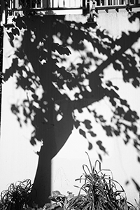 Shadow of tree on a wall, Sheung Wan, 10 March 2018