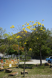 Tree in flower, Ngong Ping, Lantau, 11 March 2018