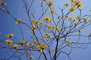 A Golden Trumpet Tree in flower, Ngong Ping, Lantau, 11 March 2018