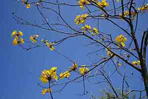 A Golden Trumpet Tree in flower, Ngong Ping, Lantau, 11 March 2018