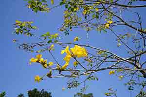 A Golden Trumpet Tree in flower, Ngong Ping, Lantau, 11 March 2018