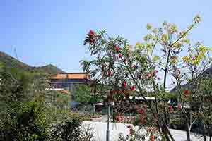 Tree in flower, Ngong Ping, Lantau, 11 March 2018