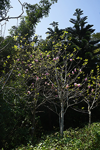 Tree in flower, Ngong Ping, Lantau, 11 March 2018