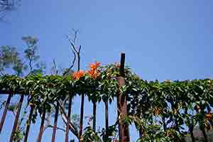 Firecracker Vine, Ngong Ping, Lantau Island, 11 March 2018