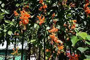 Firecracker Vine, Ngong Ping, Lantau Island, 11 March 2018