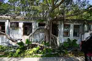 Tree growing on an abandoned house, Ngong Ping, Lantau, 11 March 2018