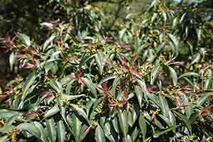 Plants, Ngong Ping, Lantau, 11 March 2018