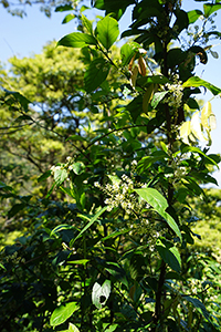 Flowers, Lantau, 11 March 2018