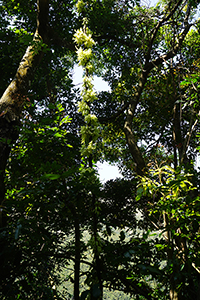 Tree with flowering vine Mucuna birdwoodiana, Lantau, 11 March 2018