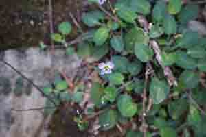 Flower, Lantau, 11 March 2018