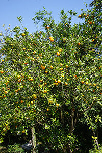 Oranges growing, Lantau, 11 March 2018