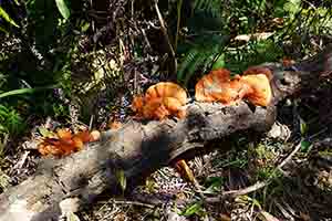 Fungi growing on a tree root, Lantau, 11 March 2018