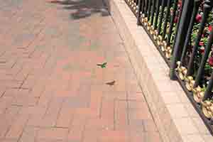 Butterfly on an urban street, Queen's Road West, Sheung Wan, 13 March 2018