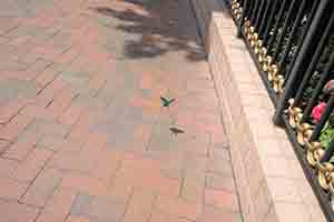 Butterfly on an urban street, Queen's Road West, Sheung Wan, 13 March 2018