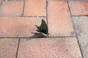 Butterfly on an urban street, Queen's Road West, Sheung Wan, 13 March 2018