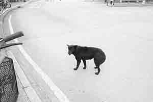 Dog, Mui Wo, Lantau, 18 March 2018