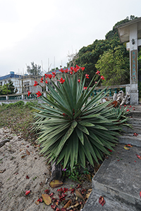 Flowers, Mui Wo, 18 March 2018